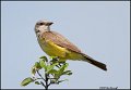 _0SB2620 juvenile western kingbird
